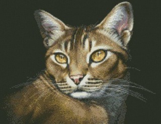 Алмазная вышивка «Абиссинская кошка» Алмазная вышивка «Абиссинская кошка»