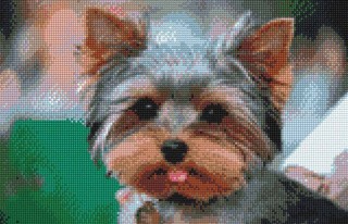 Алмазная вышивка «Симпатичный щенок» Алмазная вышивка «Симпатичный щенок»