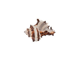 Ракушки декор Vasum Cornigerum, DRF-026, 1.25-2.5 дюйма, 3 шт., Zlatka/Blumentag