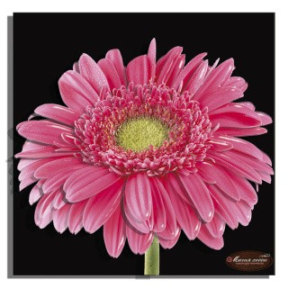 Папертоль «Гербера на черном -2» Папертоль «Гербера на черном -2»