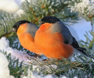 Алмазная вышивка «Снегири зимой» Алмазная вышивка «Снегири зимой»