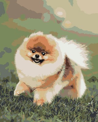 Картина по номерам «Собаки: Шпиц милый щенок 40х50»
