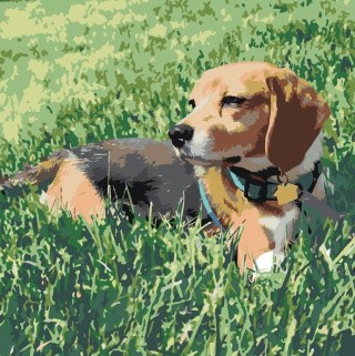 Картина по номерам «Пес на полянке»