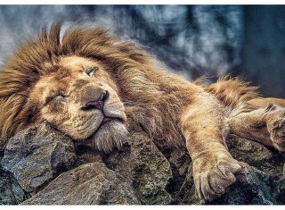 Пазлы «Спящий лев»