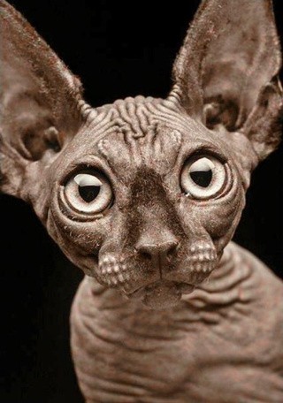 Алмазная вышивка «Сфинкс» Алмазная вышивка «Сфинкс»