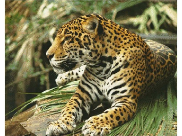 Алмазная вышивка «Ягуар» — картинка 2