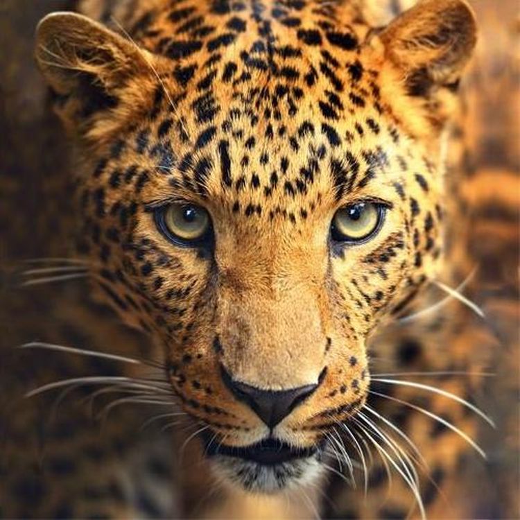 Алмазная вышивка «Взгляд леопарда»