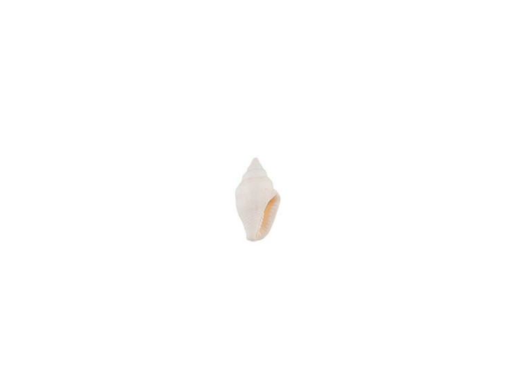 Ракушки декор Nassa Cooked (White), DRF-008, 0.25-0.5 дюйма, 100 г, Zlatka/Blumentag
