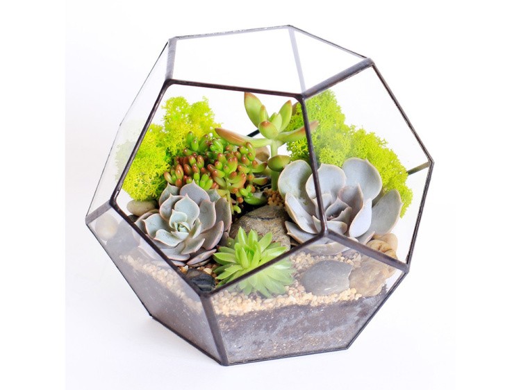 Флорариум додекаэдр маленький — картинка 4