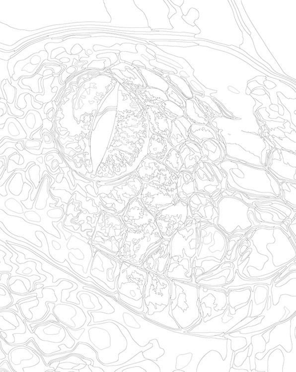 Картина по номерам «Глаз змеи, Символ года, животные 40x50» — картинка 3