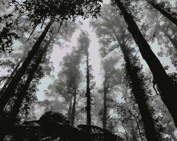 Картина по номерам «Туманный лес»
