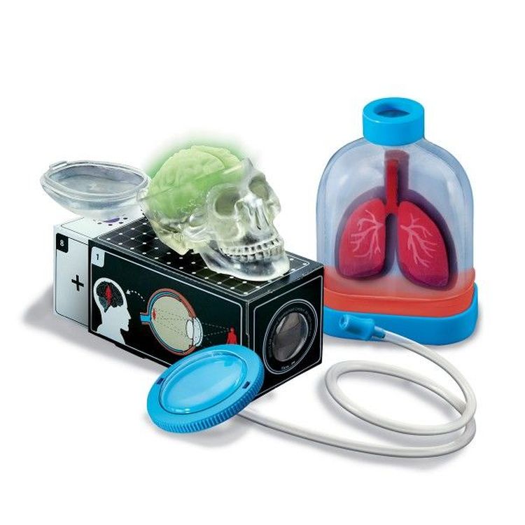 Набор юного врача «Анатомия человека» — картинка 2