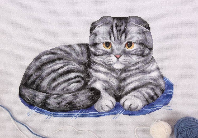 Набор для вышивания «Шотландский вислоухий кот»