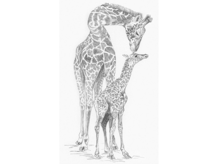 Набор для скетчинга «Жирафы»