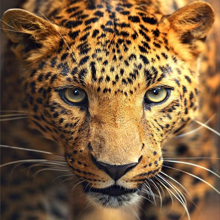 Алмазная вышивка «Портрет леопарда»