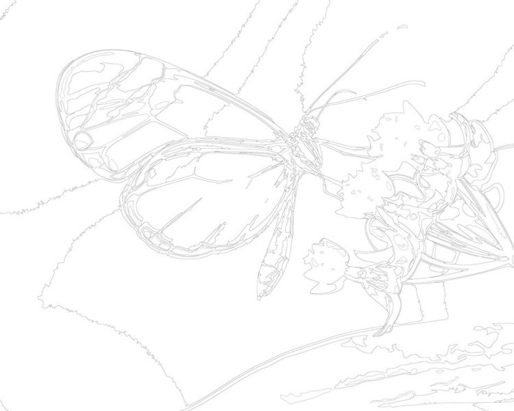 Картина по номерам «Изящная бабочка» — картинка 3