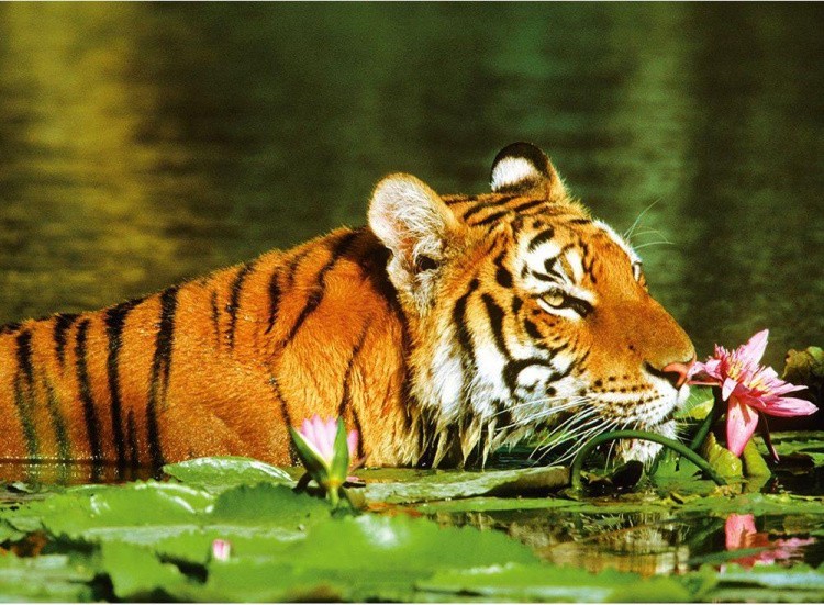 Пазлы «Тигр в лилиях»