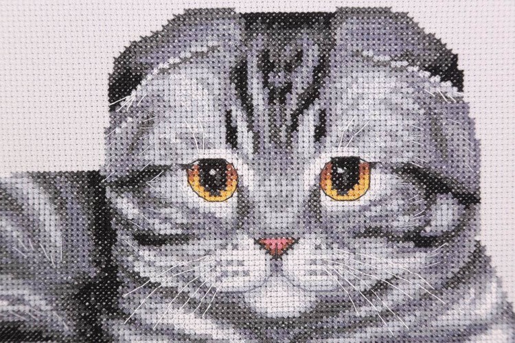 Набор для вышивания «Шотландский вислоухий кот» — картинка 2