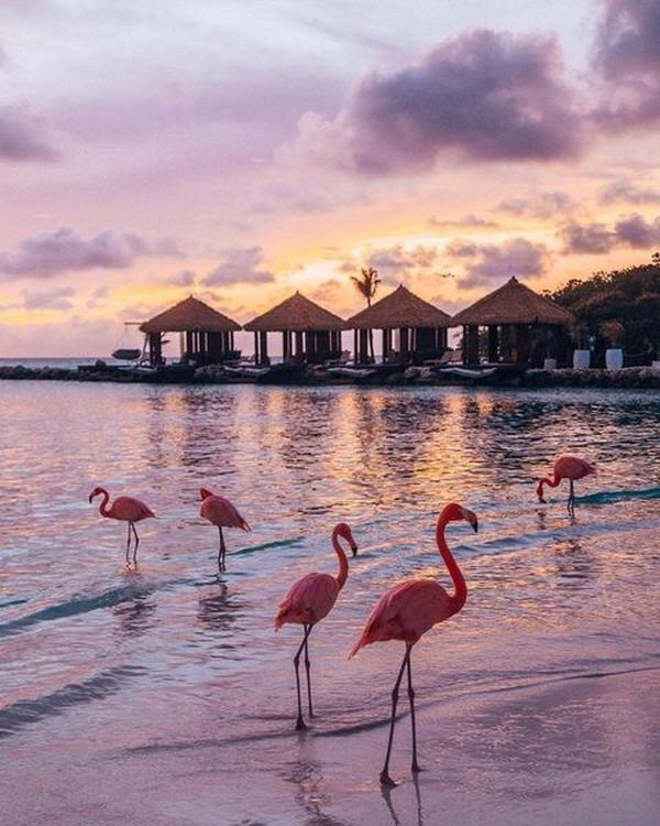 Картина по номерам «Фламинго на пляже»
