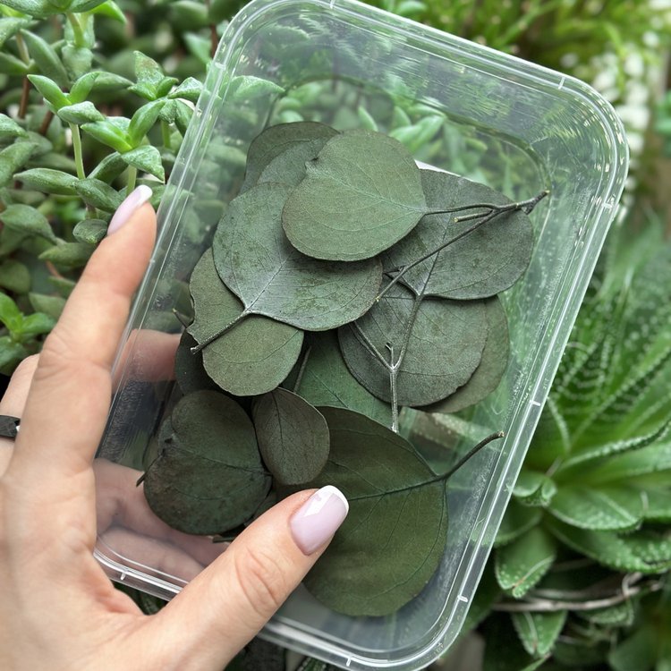 Сухоцветы Эвкалипта широкие, 1 упаковка — картинка 4