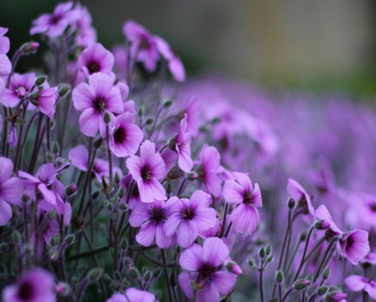 Картина по номерам «Пурпурные цветы» — картинка 2