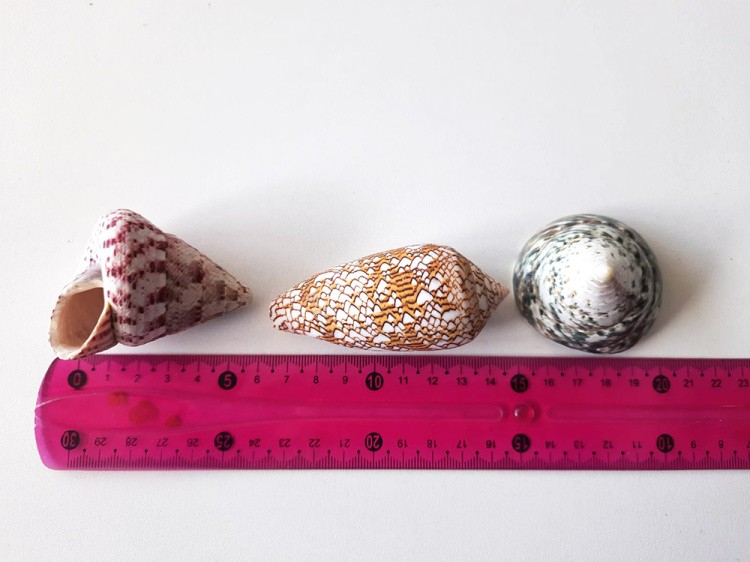 Набор №2 ракушки для декоративных работ, 3 шт. — картинка 2