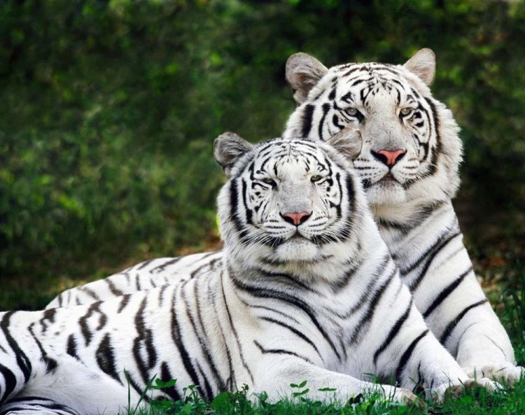 Алмазная вышивка «Влюбленные тигры»