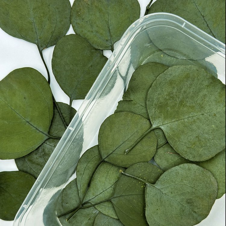 Сухоцветы Эвкалипта широкие, 1 упаковка — картинка 2