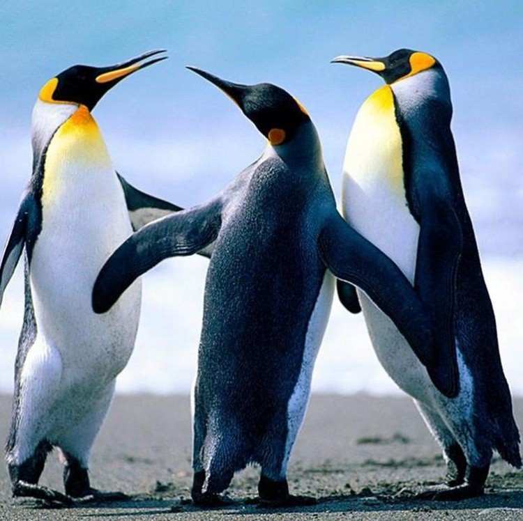 Алмазная вышивка «Пингвины»