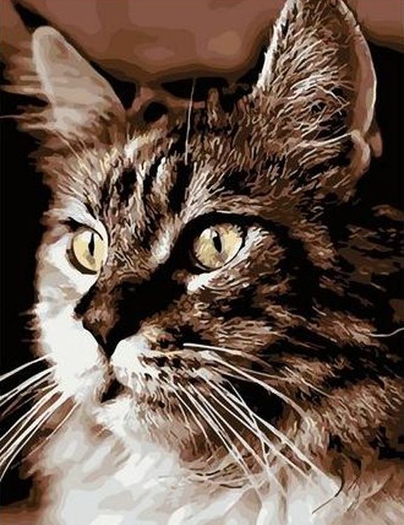 Картина по номерам «Внимательный кот»