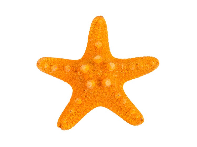Декоративная морская звезда MZF-001 цвет: №02 оранжевый, 1 шт., Zlatka/Blumentag