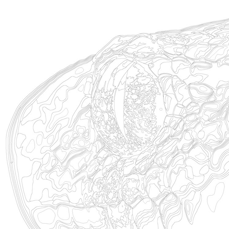 Картина по номерам «Глаз змеи, Символ года, животные 40x40» — картинка 3