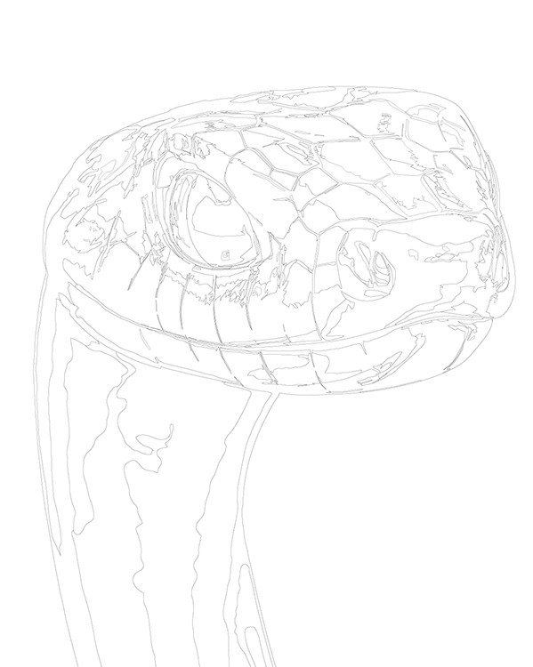 Картина по номерам «Розовая змея, Символ года, животные» — картинка 3