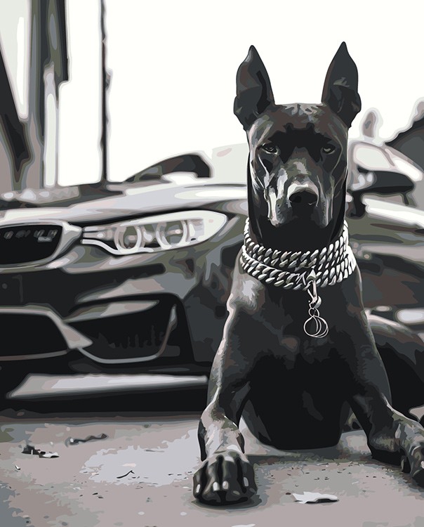 Картина по номерам «Машина BMW и собака доберман чернобелая»