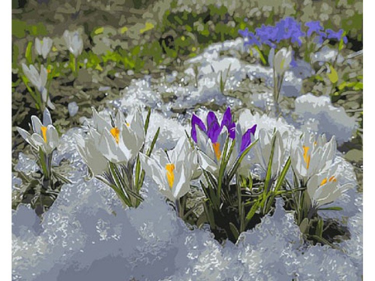 Картина по номерам «Первоцветы» — картинка 2