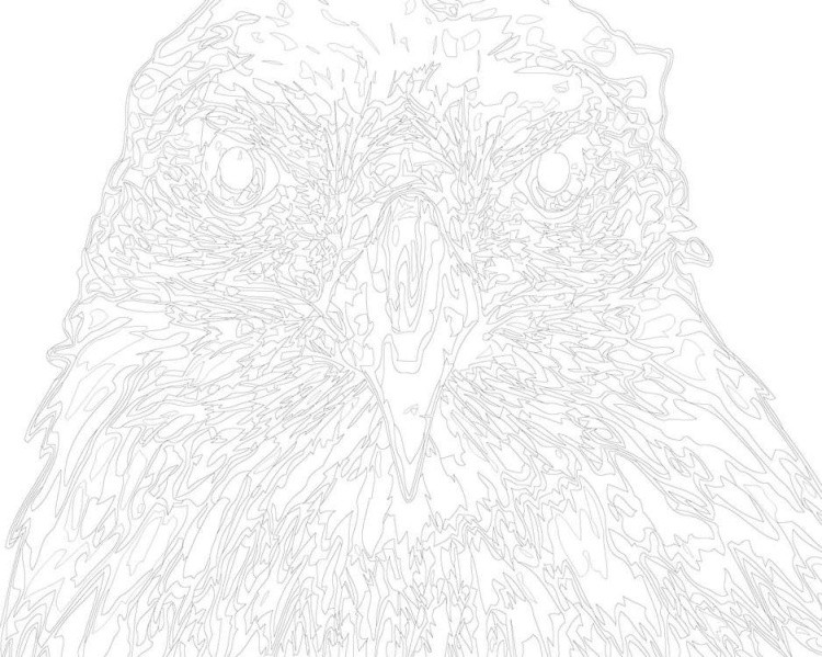 Картина по номерам «Орел» — картинка 3