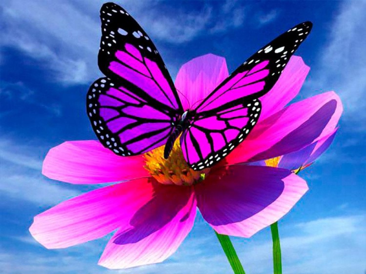 Алмазная вышивка «Бабочка на цветке»