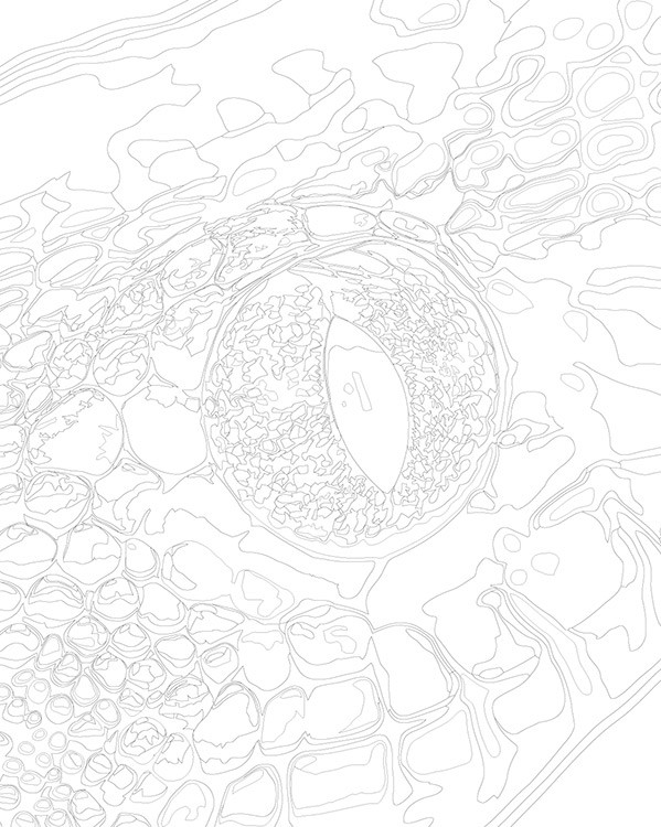 Картина по номерам «Глаз змеи, Символ года, животные 40x50» — картинка 3