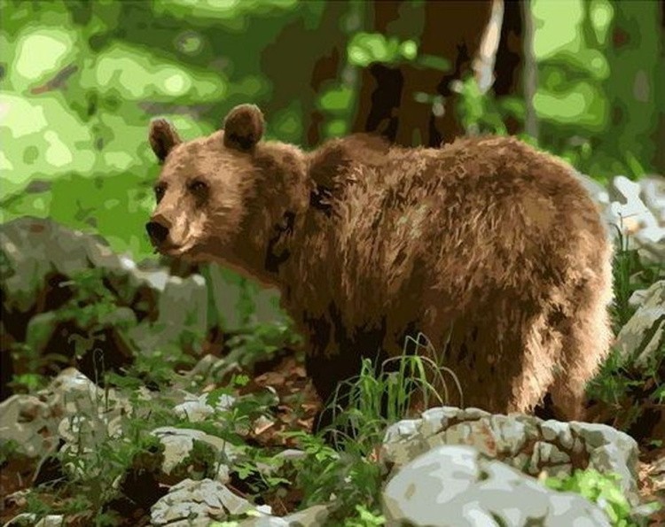 Картина по номерам «Медведь в лесу»