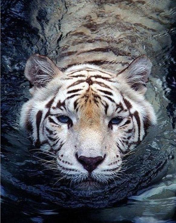 Алмазная вышивка «Тигр в воде»