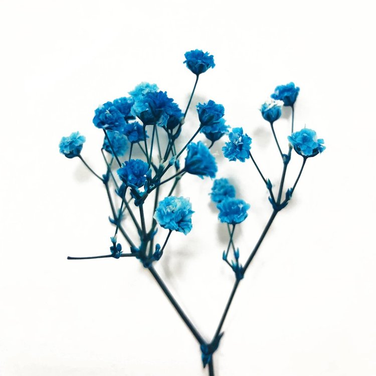 Стабилизированные цветы Гипсофилы — картинка 2