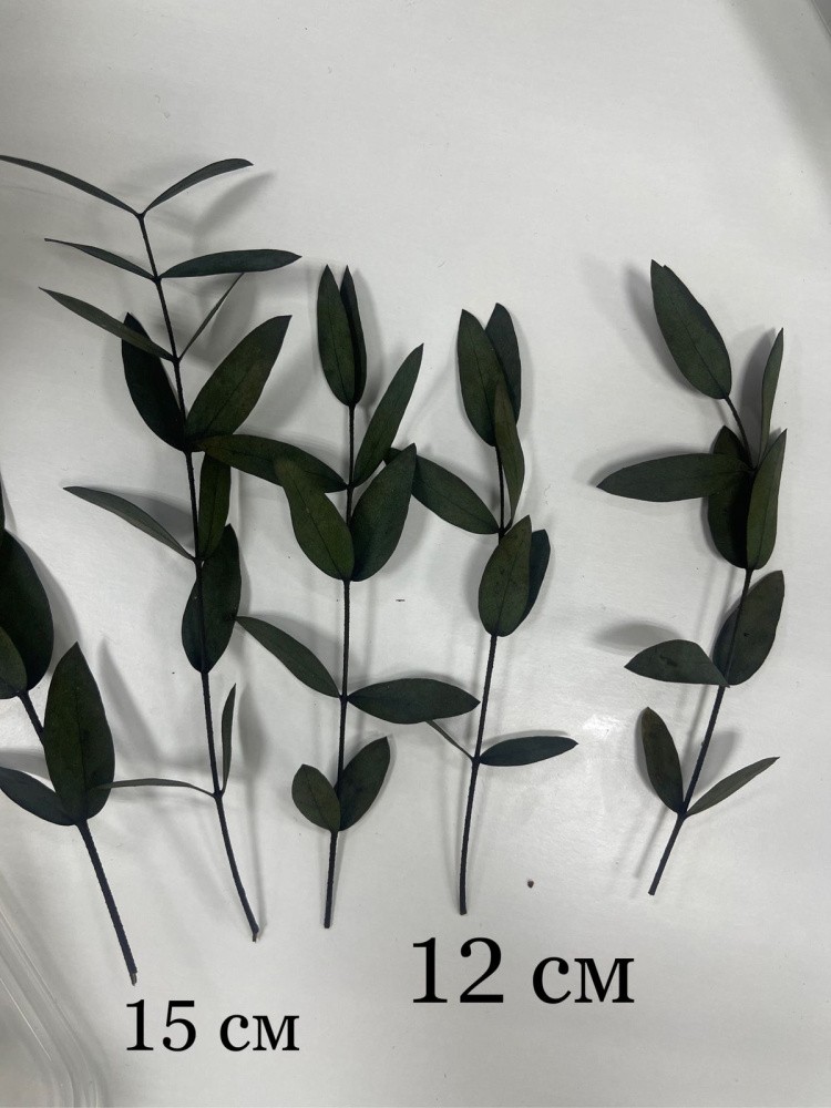 Сухоцветы Эвкалипта, 1 упаковка — картинка 4