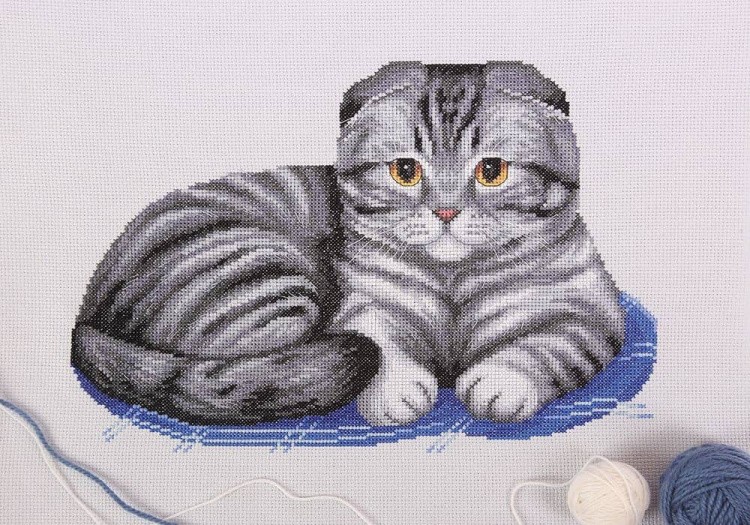 Набор для вышивания «Шотландский вислоухий кот»