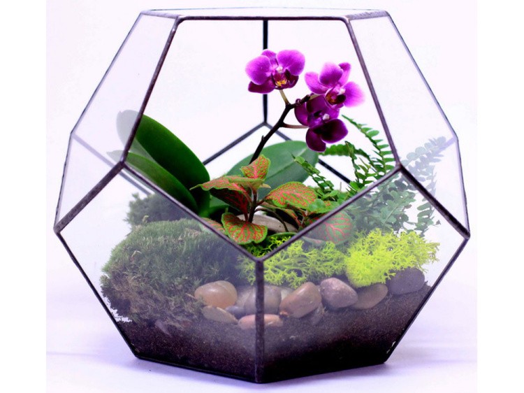 Флорариум додекаэдр маленький — картинка 3