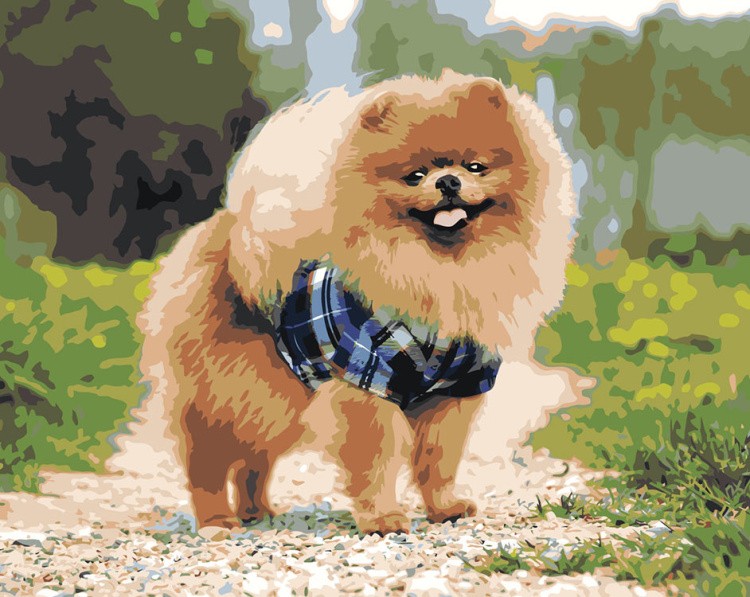 Картина по номерам «Собаки: Шпиц в костюме в парке 40х50»
