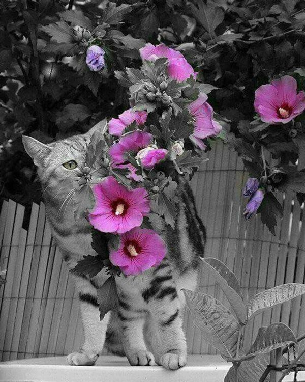 Картина по номерам «Кот и цветы»