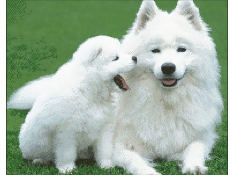 Алмазная вышивка «Белые лайки» — картинка 2