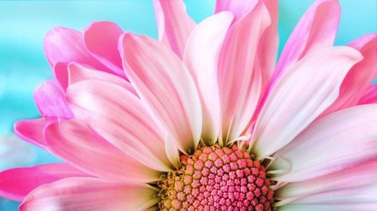 Картина по номерам «Гербера» — картинка 2