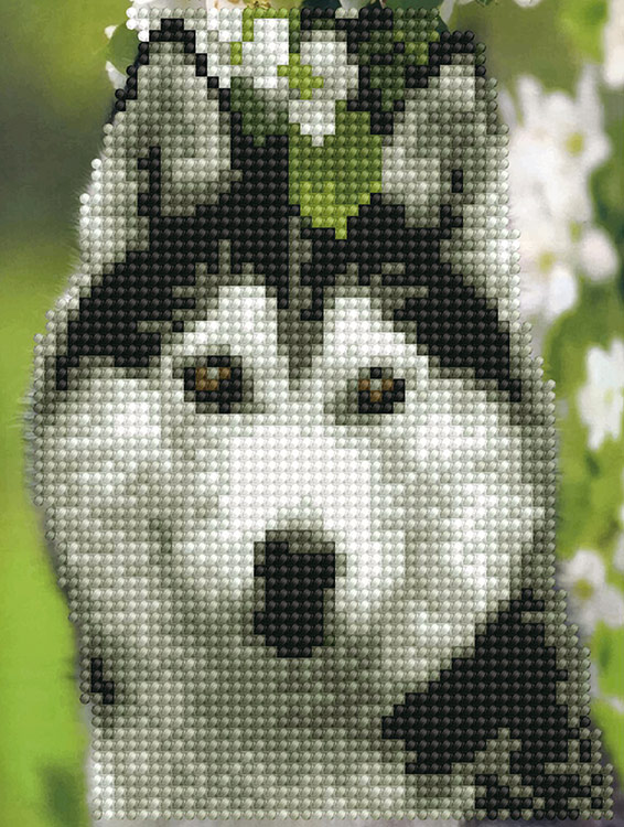 Алмазная вышивка-открытка «Хаски» — картинка 2