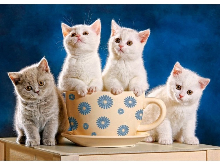 Пазлы «Четыре котенка»